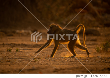 Backlit chacma baboon running across dry pan Backlit chacma baboon running across dry pan 132615348