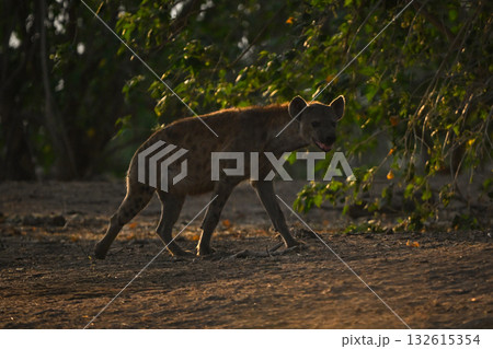 Backlit spotted hyena passes trees turning head 132615354