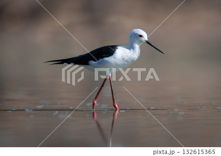 Black-winged stilt crosses calm pool in sunshine Black-winged stilt crosses calm pool in sunshine 132615365