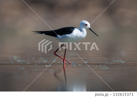 Black-winged stilt crosses still pool in sunshine Black-winged stilt crosses still pool in sunshine 132615371