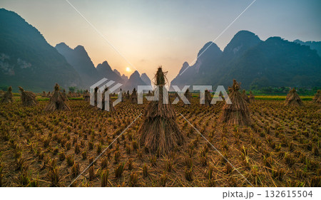 Straw after harvesting rice in the field at sunrise, Northern of Vietnam 132615504
