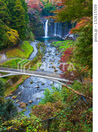 Shiraito waterfall in Autumn,Shizuoka, Japan 132615509