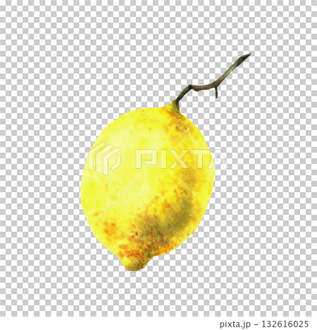 Lemon. Tropical yellow citrus fruit with stalk but without branch and leaves. Realistic watercolor hand painted for menu, package, cosmetic, textile, card design. Isolated from background illustration 132616025
