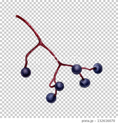 Watercolor painting of a branch of maiden grapes on a white background. Good for postcards, books, invitations, greeting cards, wallpaper and textiles. Watercolor painting of a branch of maiden grapes on a white background. Good for postcards, books, invitations, greeting cards, wallpaper and textiles. 132616070