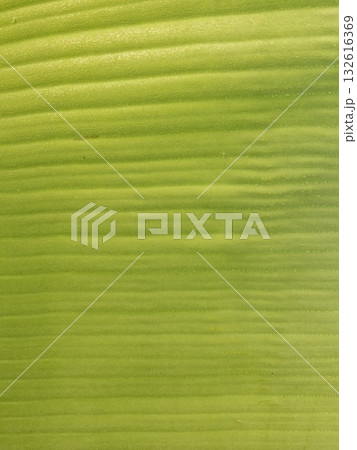 Close-up macro view of a vibrant green leaf's textured surface, showcasing intricate parallel veins and subtle color variations 132616369