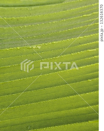 Close-up, abstract view of vibrant green banana leaf texture with parallel veins and subtle sparkling dew drops 132616370