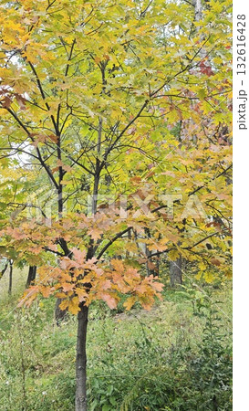 Young maple tree with yellow and orange autumn leaves standing in a green forest. The image reflects the concept of seasonal change and natural beauty in fall Young maple tree with yellow and orange autumn leaves standing in a green forest. The image reflects the concept of seasonal change and natural beauty in fall 132616428
