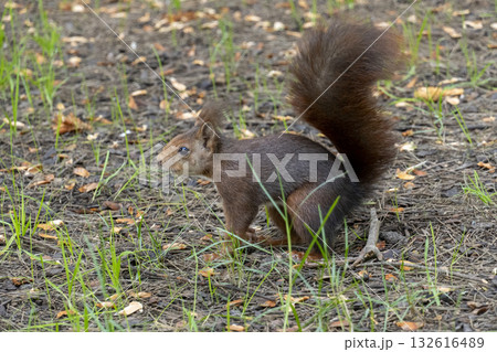 A squirrel is walking through the grass and leaves A squirrel is walking through the grass and leaves 132616489