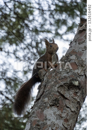 A squirrel is sitting on a tree branch 132616492