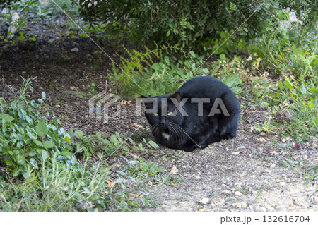A black cat is laying in the grass 132616704