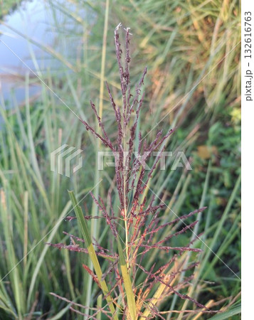 Close-up of a delicate pine seedling with reddish-brown needles and green foliage in soft, natural light 132616763