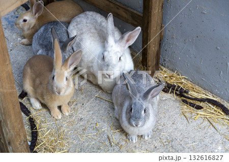 A group of rabbits are sitting on the ground in a pen 132616827