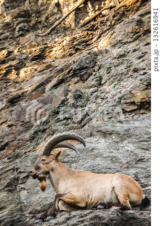 Wild ibex with large curved horns resting on rocky slope in natural mountain habitat, vertical composition. 132616941