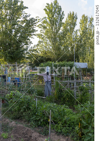 A scarecrow is standing in a garden with many plants A scarecrow is standing in a garden with many plants 132617045