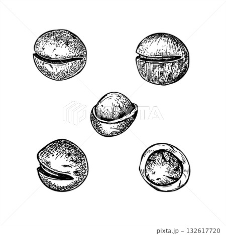 Hand drawn monochrome macadamia nuts clip art vector illustration painted by black inks. Healthy nuts in shell etching drawing set. Raw food for packaging, cookbooks, health blogs, website design Hand drawn monochrome macadamia nuts clip art vector illustration painted by black inks. Healthy nuts in shell etching drawing set. Raw food for packaging, cookbooks, health blogs, website design 132617720