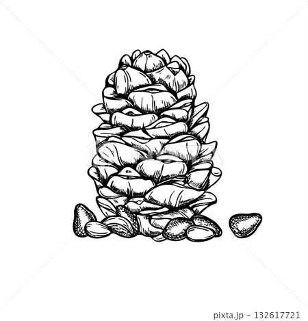 Hand drawn Pinecone with nuts monochrome vector illustration in linear ink style. Etching drawing of forest pine seeds. Food raw ingredients for nature designs, winter holiday decor, birding poster Hand drawn Pinecone with nuts monochrome vector illustration in linear ink style. Etching drawing of forest pine seeds. Food raw ingredients for nature designs, winter holiday decor, birding poster 132617721