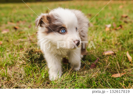 Cute Australian Shepherd puppy with blue eyes standing on green grass in autumn park, looking curiously to the side 132617819