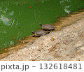 Pair of turtles 132618481
