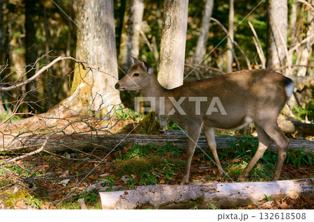 野生のシカ 野生のシカ 132618508