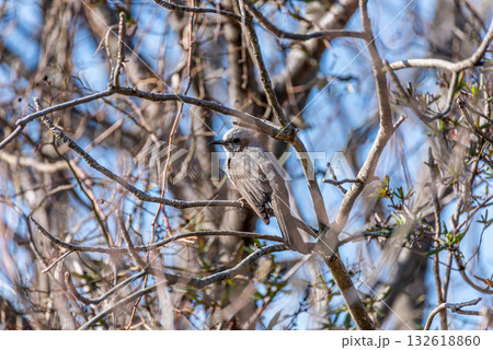 枝にとまるヒヨドリ 132618860