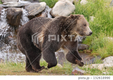 Grizzly bear running in Yellowstone National Park, USA Grizzly bear running in Yellowstone National Park, USA 132618990