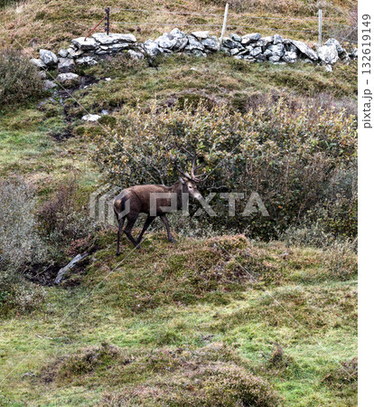 Lonely red deer stag during the rut in County Donegal, Ireland Lonely red deer stag during the rut in County Donegal, Ireland 132619149