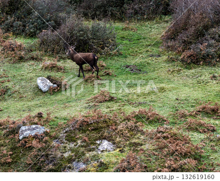 Lonely red deer stag during the rut in County Donegal, Ireland Lonely red deer stag during the rut in County Donegal, Ireland 132619160