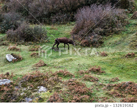 Lonely red deer stag during the rut in County Donegal, Ireland 132619162