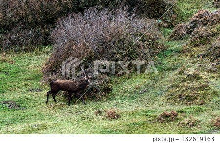 Lonely red deer stag during the rut in County Donegal, Ireland Lonely red deer stag during the rut in County Donegal, Ireland 132619163