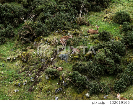 Red deer hinds resting in County Donegal, Ireland 132619166