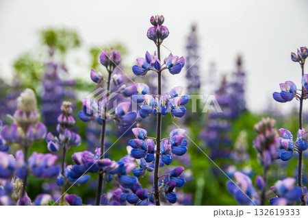 Wild blue lupin in Iceland Wild blue lupin in Iceland 132619333