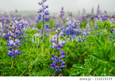 Wild blue lupin in Iceland Wild blue lupin in Iceland 132619334