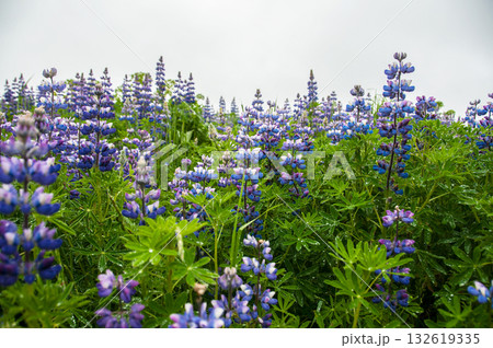 Wild blue lupin in Iceland Wild blue lupin in Iceland 132619335