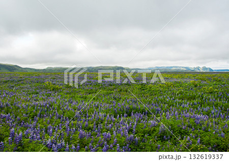 Wild blue lupin in Iceland 132619337
