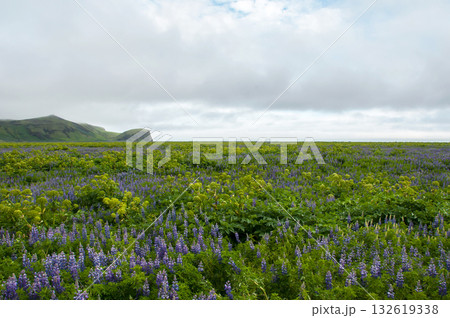 Wild blue lupin in Iceland Wild blue lupin in Iceland 132619338