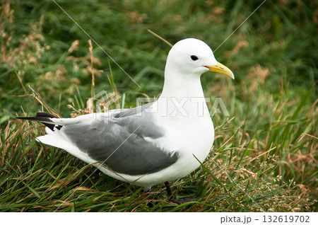 Seagull in a relaxing moment in Latrabjarg cliffs, Iceland Seagull in a relaxing moment in Latrabjarg cliffs, Iceland 132619702