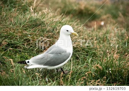 Seagull in a relaxing moment in Latrabjarg cliffs, Iceland 132619703