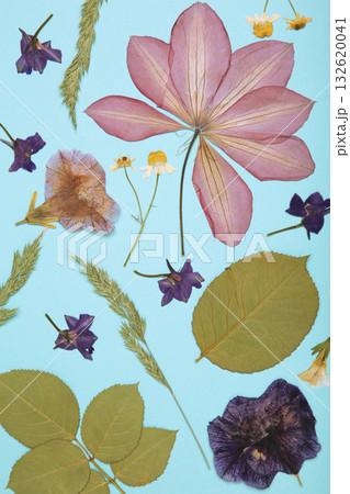 Pressed and dried flowers on blue background. For use in scrapbooking, floristry or herbarium. Vertical photo Pressed and dried flowers on blue background. For use in scrapbooking, floristry or herbarium. Vertical photo 132620041