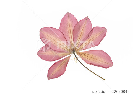 Pressed and dried flower isolated on white background. For use in scrapbooking, floristry or herbarium. 132620042