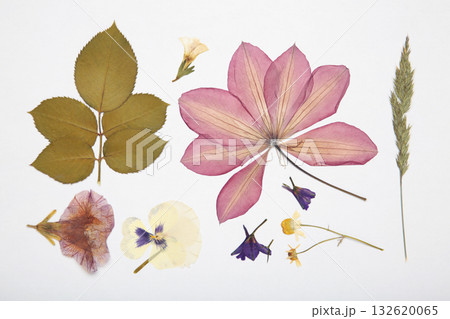 Pressed and dried flowers on white background. For use in scrapbooking, floristry or herbarium. 132620065