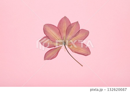 Pressed and dried flower on pink background. For use in scrapbooking, floristry or herbarium. Pressed and dried flower on pink background. For use in scrapbooking, floristry or herbarium. 132620087