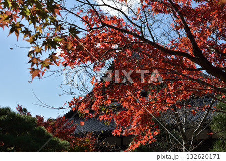 金戒光明寺　方丈北庭から見るモミジと大方丈(京都市左京区) 132620171
