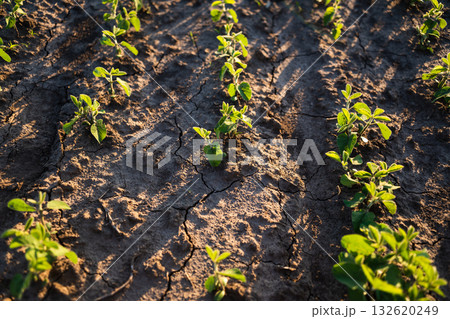 Young soybean seedlings growing in cracked soil under warm sunlight in agricultural field Young soybean seedlings growing in cracked soil under warm sunlight in agricultural field 132620249