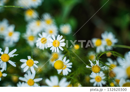 Chamomile flowers blooming in summer garden with green background and soft light Chamomile flowers blooming in summer garden with green background and soft light 132620300