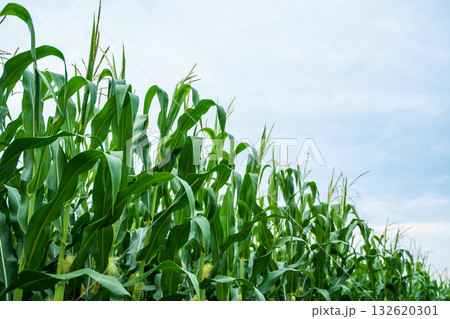 Tall green corn plants growing under blue sky in summer agricultural field 132620301