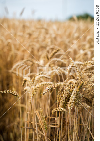 Soft focus view of golden wheat field with ripe ears under cloudy summer sky 132620309