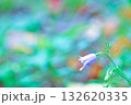 柔らかな色彩の背景と可憐な紫の花　〜ツリガネニンジン〜 132620335