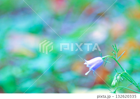 柔らかな色彩の背景と可憐な紫の花　〜ツリガネニンジン〜 132620335