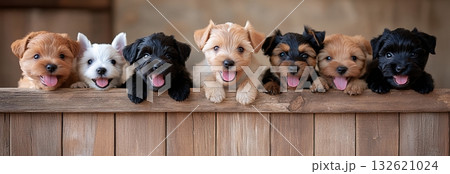 Seven adorable small fluffy puppies of different colors are sitting in a row on a wooden surface, looking at the camera with happy expressions 132621024
