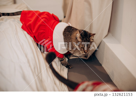 Cat in red Christmas outfit, cozy holiday pet concept 132621153